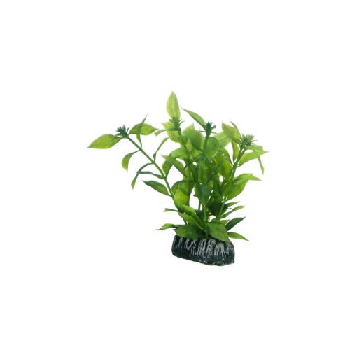 Dohse HOBBY Hygrophila 13 cm