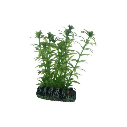 Dohse HOBBY Lagarosiphon 7 cm